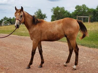 Eel Drift JW <BR> AQHA 6223312